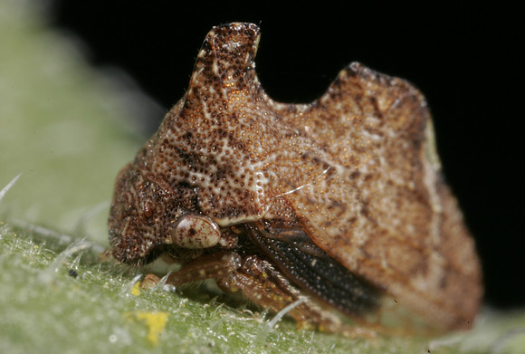 Treehopper - 2
