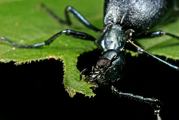 Short-winged Blister Beetle - 7