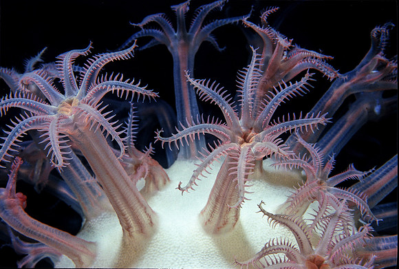 Anthomastus - 1