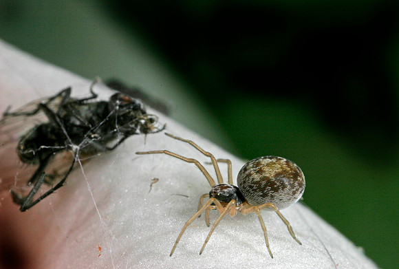 Spider with Prey - 7