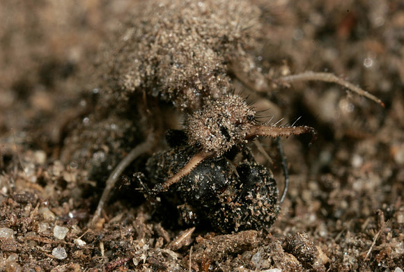 Ant Lion Larva - 1