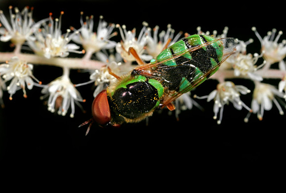 Green Soldier Fly