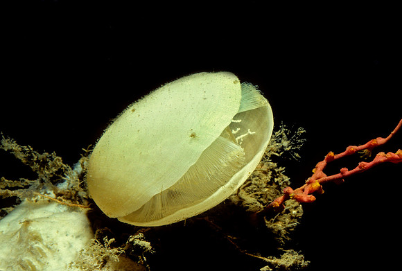Brachiopod