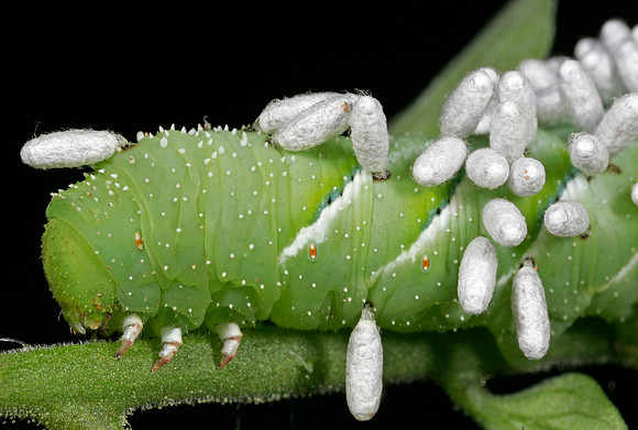 Parasitoid Wasp Eggs on Hornworm - 1