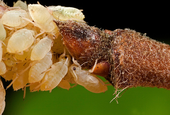 Aphids - 2