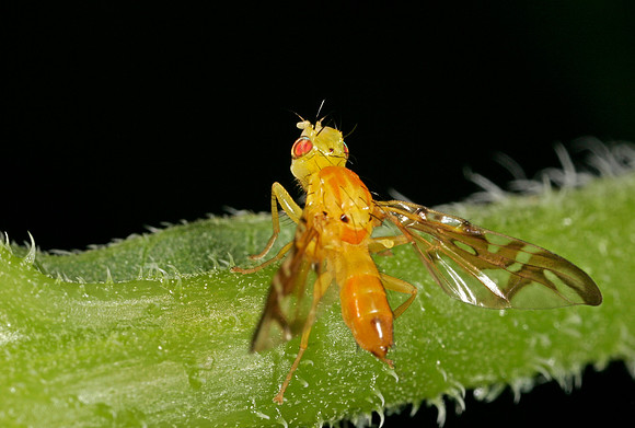 Orange Fly - 2