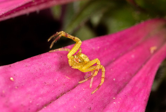 Crab Spider - 11