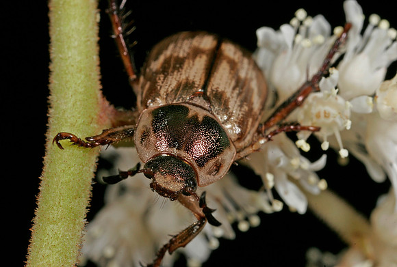 Scarab Beetle - 4
