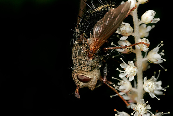 Tachinid Fly - 2