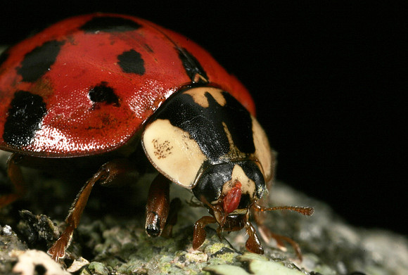 Lady Beetle - 7