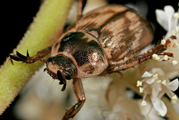 Scarab Beetle - 2