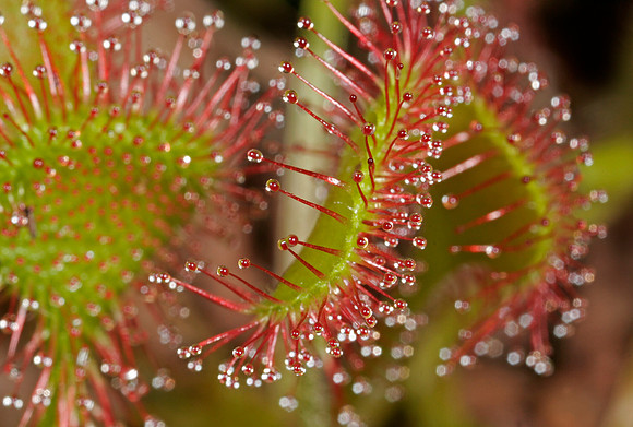 Sundew - 2