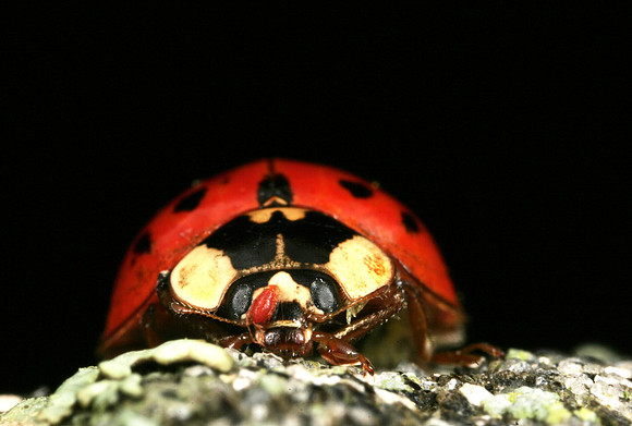 Lady Beetle - 5