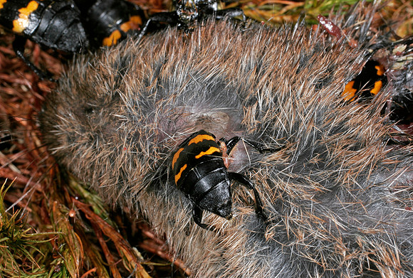 Burying Beetles - 2