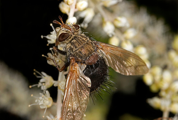 Tachinid Fly - 1