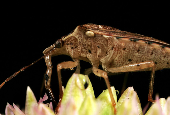 Spined Soldier Bug - 3