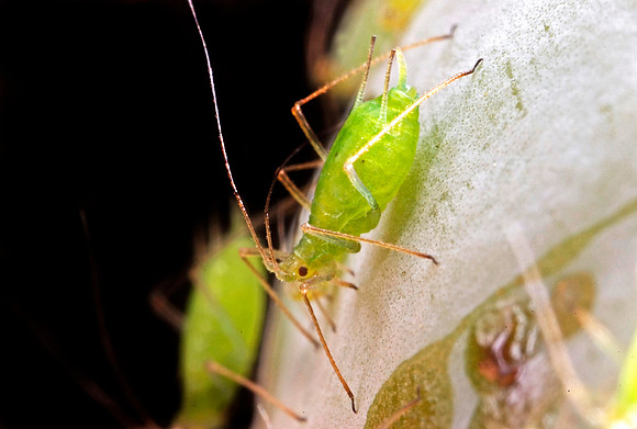 Aphids - 4