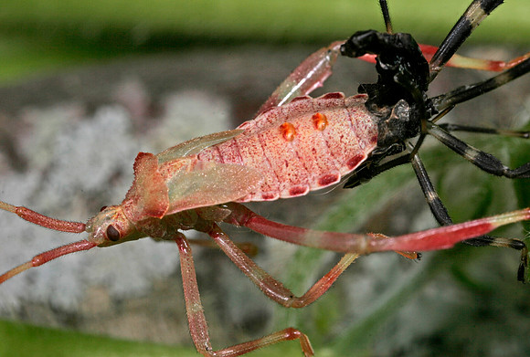 Bug Nymph Molting - 1