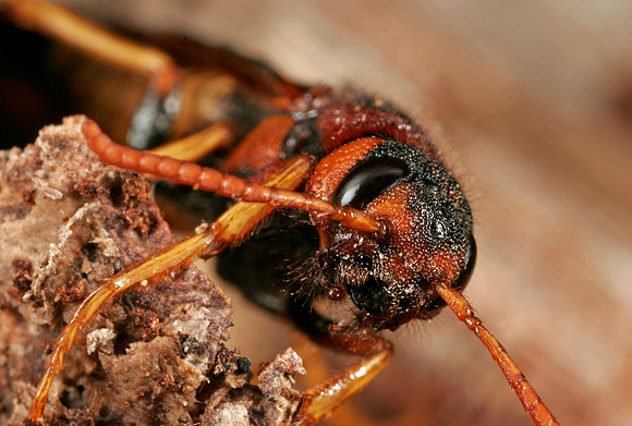 Sawfly - 1