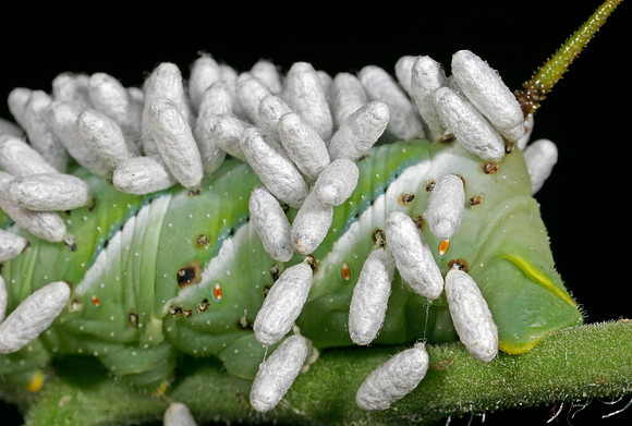 Parasitoid Wasp Eggs on Hornworm - 5
