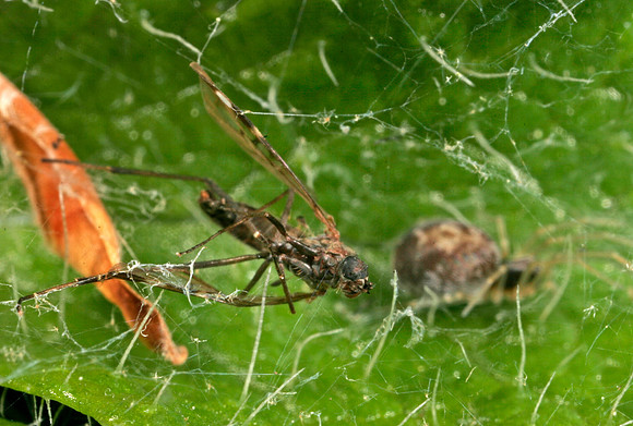 Spider with Prey - 8