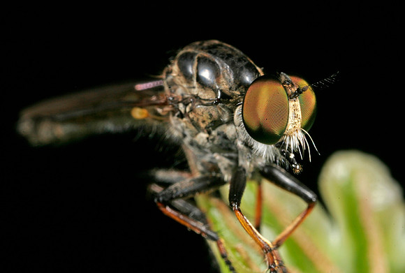 Robber Fly - 4