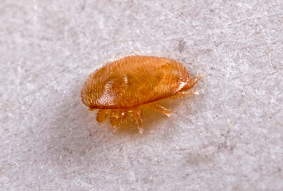 Bee Mite - 2