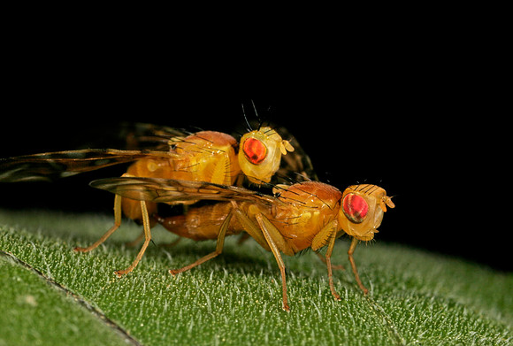 Orange Flies Mating - 1