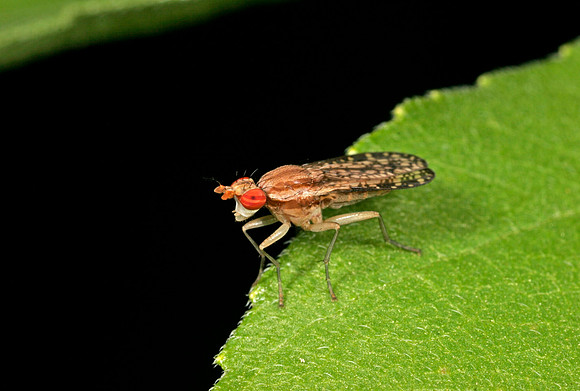 Marsh Fly - 2