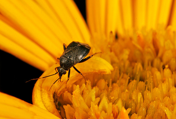 Plant Bug - 5