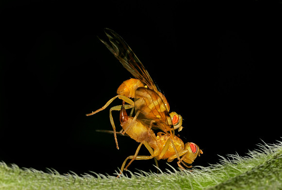 Orange Flies Mating - 2