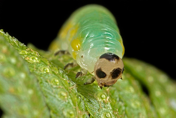 Sawfly Larva - 5