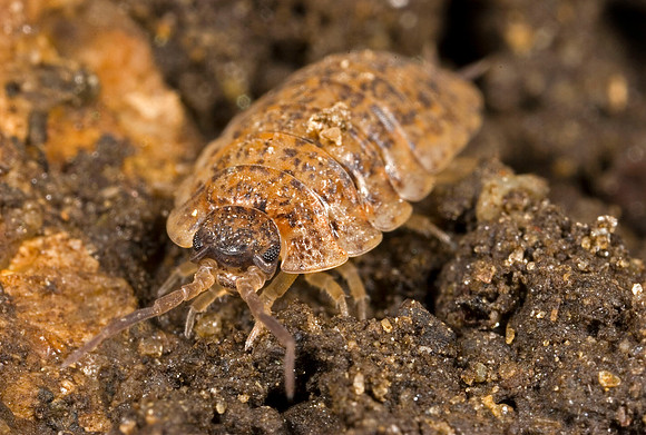 Isopod