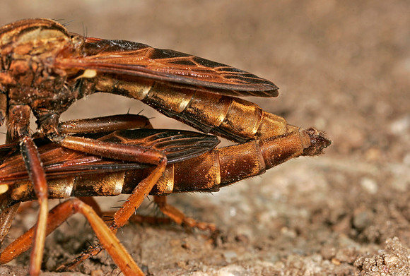 Robber Flies Mating - 2