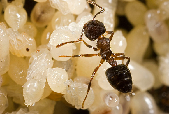 Ants & Embryos - 4