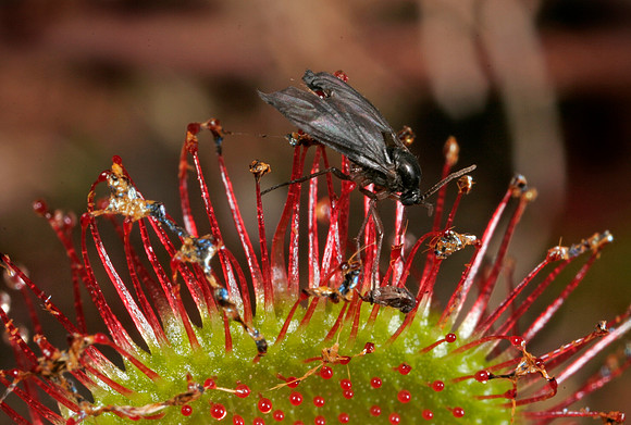Sundew with Insects - 2