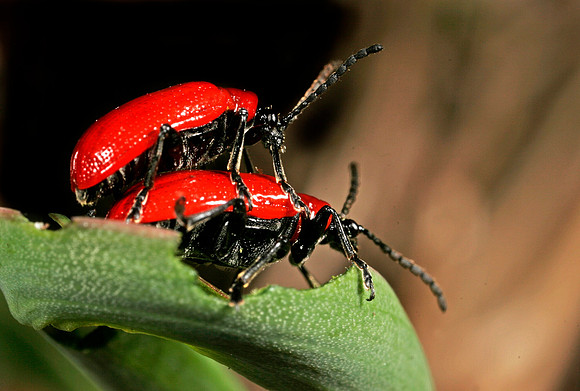 Lily Beetles Mating - 4