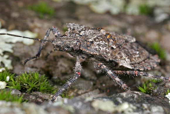 Stink Bug - 3
