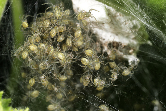 Young Spiders - 1