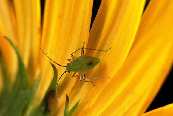Green Plant Bug Nymph - 1
