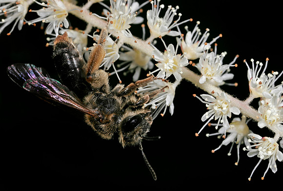 Sweat Bee - 4