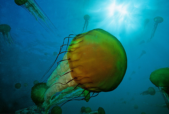 Sea Nettle Swarm - 7