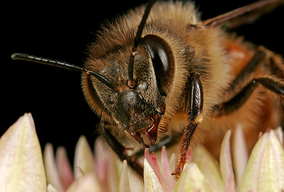 Honeybee - 2