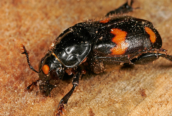 Burying Beetle - 2