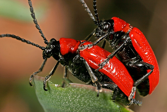 Lily Beetles Mating - 3