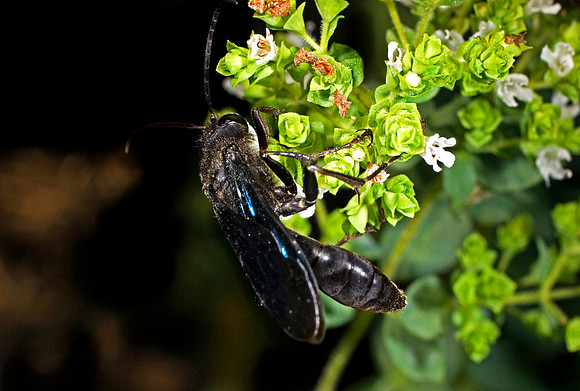 Black Wasp