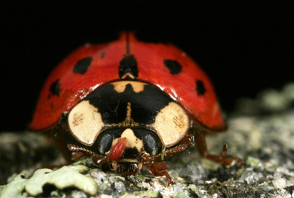 Lady Beetle - 6