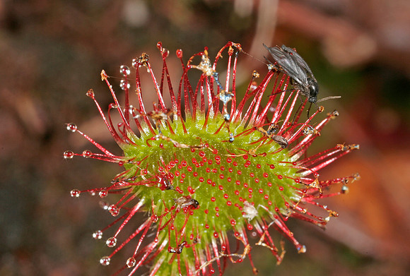 Sundew with Insects - 1