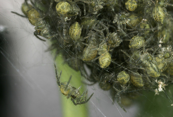 Young Spiders - 5