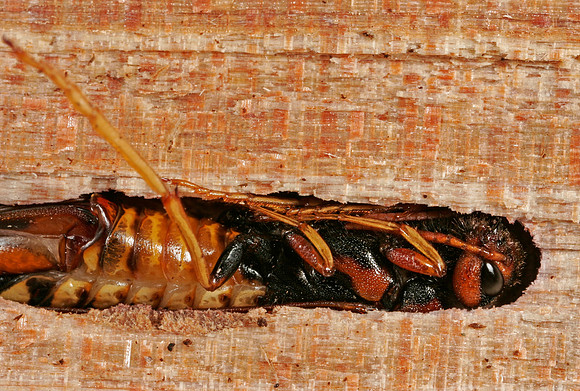 Sawfly - 3